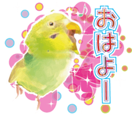 Parakeet 100% sticker #15654382