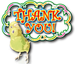 Parakeet 100% sticker #15654385