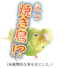 Parakeet 100% sticker #15654387