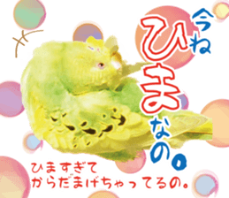 Parakeet 100% sticker #15654388