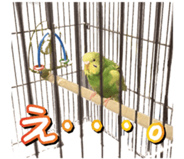 Parakeet 100% sticker #15654389