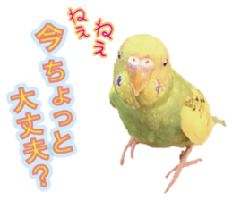 Parakeet 100% sticker #15654390