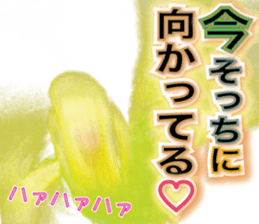 Parakeet 100% sticker #15654392