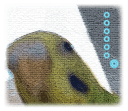 Parakeet 100% sticker #15654397