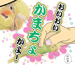 Parakeet 100% sticker #15654398