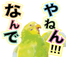 Parakeet 100% sticker #15654400