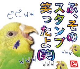 Parakeet 100% sticker #15654402