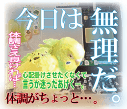 Parakeet 100% sticker #15654404