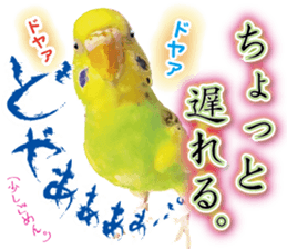 Parakeet 100% sticker #15654405