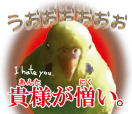 Parakeet 100% sticker #15654408