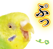 Parakeet 100% sticker #15654410
