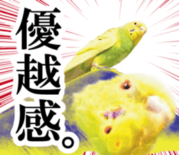 Parakeet 100% sticker #15654411