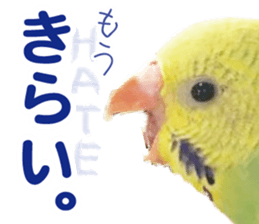 Parakeet 100% sticker #15654416