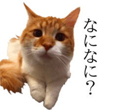 nekoSticker sticker #15654682