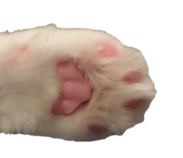 nekoSticker sticker #15654684