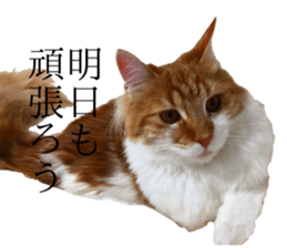 nekoSticker sticker #15654685