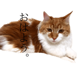 nekoSticker sticker #15654686