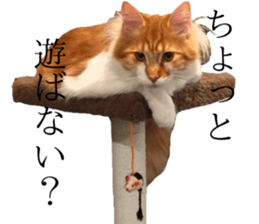 nekoSticker sticker #15654687