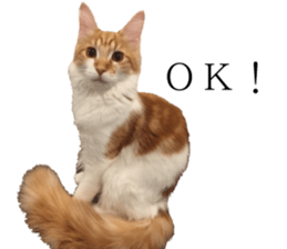 nekoSticker sticker #15654688