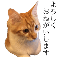 nekoSticker sticker #15654689