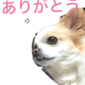 chihuahua verycute sticker sticker #15655346