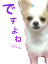 chihuahua verycute sticker sticker #15655348