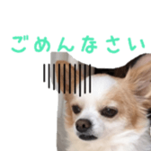 chihuahua verycute sticker sticker #15655350