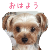 chihuahua verycute sticker sticker #15655351