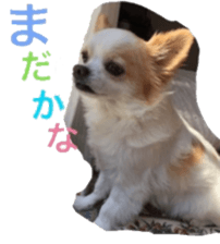 chihuahua verycute sticker sticker #15655352