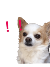 chihuahua verycute sticker sticker #15655353