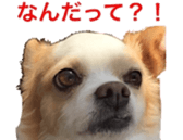 chihuahua verycute sticker sticker #15655354