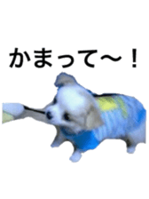 chihuahua verycute sticker sticker #15655356