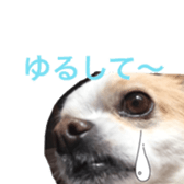 chihuahua verycute sticker sticker #15655357