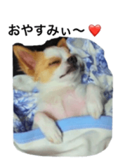 chihuahua verycute sticker sticker #15655358