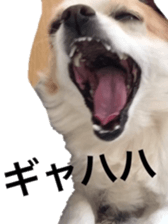 chihuahua verycute sticker sticker #15655359