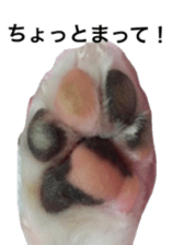 chihuahua verycute sticker sticker #15655360