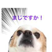 chihuahua verycute sticker sticker #15655361