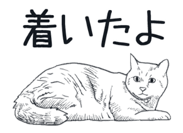 Morphing cat2 sticker #15655443