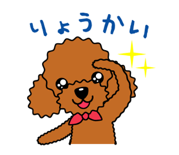 toy-poodle-Sticker sticker #15655757