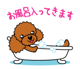 toy-poodle-Sticker sticker #15655782