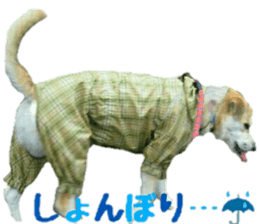 Qootan's happy stickers sticker #15655986