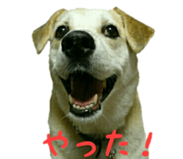 Qootan's happy stickers sticker #15655991