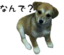 Qootan's happy stickers sticker #15655993