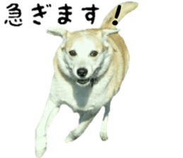 Qootan's happy stickers sticker #15655995