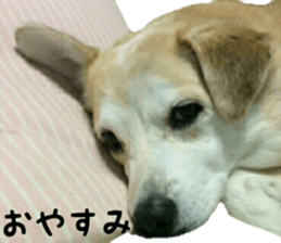 Qootan's happy stickers sticker #15655997