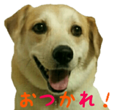 Qootan's happy stickers sticker #15656001