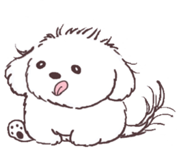 My sweet bichon frise sticker #15658947
