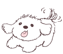 My sweet bichon frise sticker #15658952
