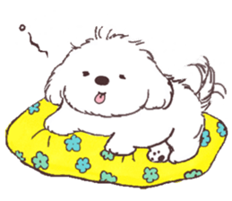 My sweet bichon frise sticker #15658954