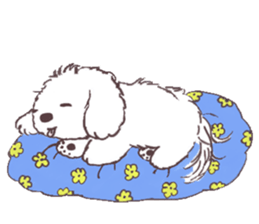 My sweet bichon frise sticker #15658955